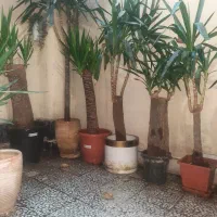 یوکا تنه دار