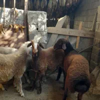 گوسفند بره نر