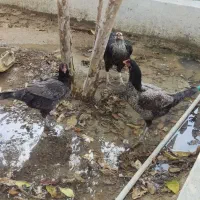 مرغ خروس لاری اصیل