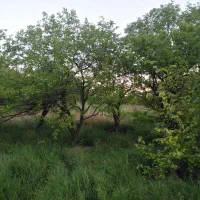 باغ سرسبز خوش آب وهوا