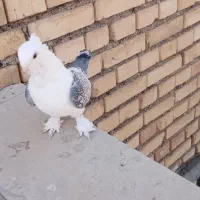 فروش فوری کبوتر|پرنده|خانمیرزا, |دیوار