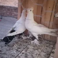 کفتر|پرنده|قم, نیروگاه|دیوار