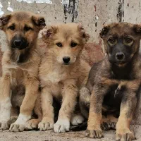 توله سگ سرابی اصل|سگ|کرمان, |دیوار