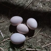 تخم نطفه دار بقلمون