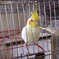 طوطی عروس هلندی سخنگو و رام همراه با 5 تخم