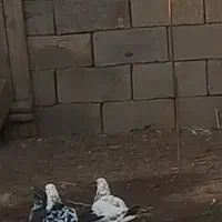 این کبوتر  یه بیست روز میشه رفت|حیوانات|خوی, |دیوار