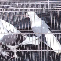 کبوتر.