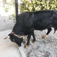 گاو نر دورگ محلی سه ساله