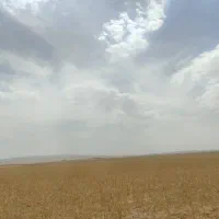 کاه گندم قرمز دیمه بدون تخم الف نرم نرم