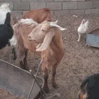 بز پاکستانی|حیوانات مزرعه|شهرضا, |دیوار