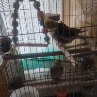 عروس هلندی