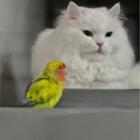 گربه پرشین چشم هیتروکروما