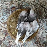 عروس سرلاکی