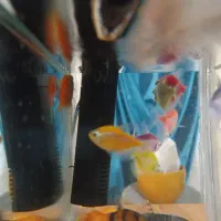 کالر ویدیو معاوضه با گوپی