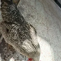مرغ تخم گذار
