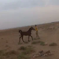 مادیان کرد و کره نریان|اسب و تجهیزات اسب‌سواری|تهران, تهرانسر مرکزی|دیوار