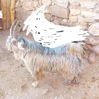 تیشتر نر درجه یک