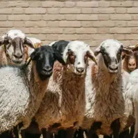 زنده باسکول چاق پرواری گوسفند کوهستانی کلات