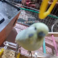 دو عدد مرغ عشق نر ماده|پرنده|جیرفت, |دیوار