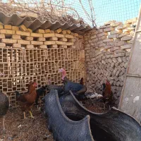 بوقلمون فروشی|حیوانات مزرعه|اردکان, |دیوار