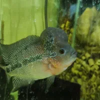 جفت پوزه بوته ای مولد کوریدوراس فلاور هورن