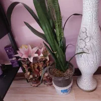 گل سانسوریا