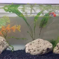 ماهی|ماهی|قزوین, |دیوار