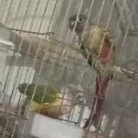 جفت گرینچیک