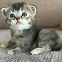 گربه