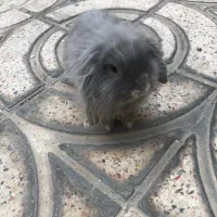 خرگوش لوپ|موش و خرگوش|سمنان, |دیوار