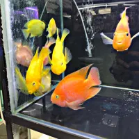 ماهی آکواریم چانا،فلاور،مانستر،پرت،پیکاک اروانا