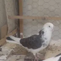 کبوتر فروشی