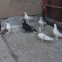 کبوتر