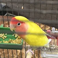 ۲ جفت کوتوله|پرنده|قم, هنرستان|دیوار