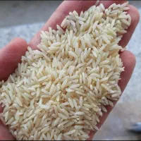 برنج صدری دم سیاه درجه یک