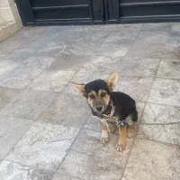 سگ ژرمن شاه توله