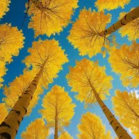 23 من باغ با سند تک برگ