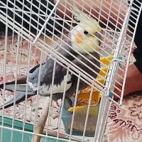 عروس هلندی گمشده
