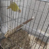 طوطی برزیلی ۱۰۰ درصد نر