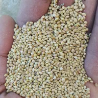 ارزن ایرانی