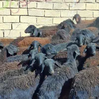 توخلی ماده قره قزل موقعیت زنجان|حیوانات مزرعه|بروجرد, |دیوار