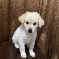 فروش شتیزو تریر اصل پاکوتاه سفید|سگ|رشت, پل تالشان|دیوار