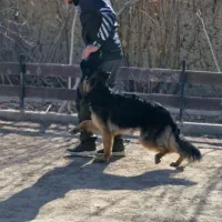 اموزش سگ/ مربی سگ/ تربیت سگ|خدمات آموزشی|نور, |دیوار