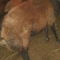 فروش گوسفند نر