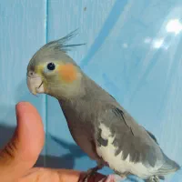 عروس هلندی|پرنده|اهواز, کوی صادقیه|دیوار