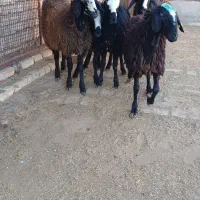 برهای ماده شالی