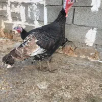 دو عدد بوقلمون یک نر و یک ماده