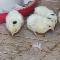 جوجه مرغ مینیاتوری (جاپانیز)|حیوانات مزرعه|هشتگرد, فاز ۲ مهستان|دیوار