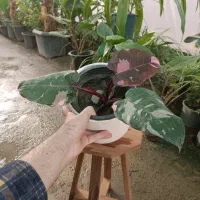 گل فیلودندرون پینک پرنسس ارسال رایگان + هدیه‌|گل و گیاه طبیعی|مشهد, خرم آباد|دیوار