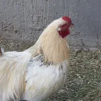 تخم مرغ نطفه دار برهما وخروس و جوجه برهما|حیوانات مزرعه|بافت, |دیوار